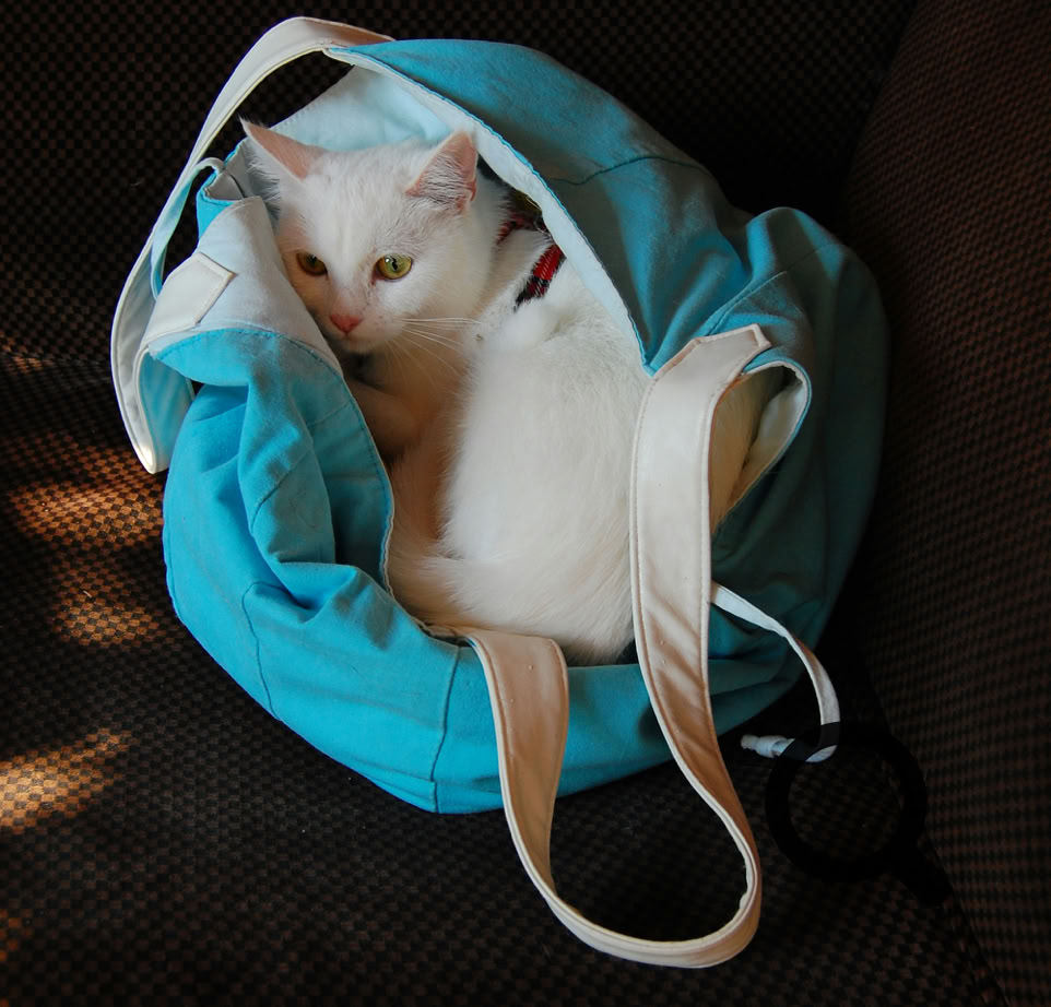 Photos gratuites de à l'intérieur, adaptation, artisanal